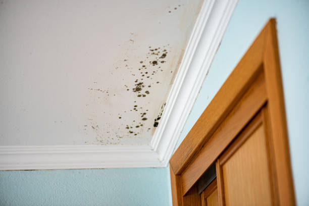 Best Commercial Mold Inspection  in Dunellen, NJ